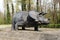 Model of Triceratops Dinosaur Outdoors
