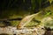 Moderate freshwater fish sunbleak, Leucaspius delineatus, searches for food on sand bottom in biotope aquarium