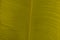 Moderate green yellow. Abstract real nature beauty background. Macro vertical tropical banana leaf texture vein line