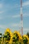 A modern 5g cellular communication tower installed next to an agricultural field for growing sunflower. The threat of poisoning