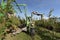 Modern apple harvest with a harvesting machine on a plantation with fruit trees