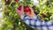 Modern apple orchard farmer pick some ripe red apples from the tree in the sunny day concept of organic food fresh apple