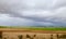 Modern automated agriculture system with large irrigation sprinklers spraying water over lush crops