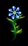 Modern blue flower glowing. Colorful cosmic floral element over black background. Beautiful trendy illuminated ornaments with