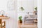 Modern boho interior of living room at cozy apartment with grey sofa and cute dog.