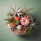 Modern bouquet with air plants and succulents. Mother\\\'s Day Flowers Design concept