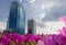 The modern buildings ants views and blue sky, flower pink foreg