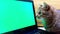 Modern cat looks carefully at a green monitor with chromakey.