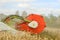 Modern class combine harvester cutting crops