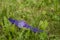 Modern clock, purple, lie in green grass on a spring day. Lost accessory