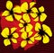 Modern closeup of yellow flowers on red background for decoration design. Spring season. Summer background