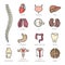 Modern color thin line icons on a theme medicine human internal organs.