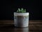 Modern concrete planter with cactus plant or succulent plant on wooden table