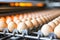 Modern conveyor system for chicken eggs that ensures smooth and reliable transportation.