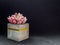 Modern cubic concrete planter with pink succulent plant. Painted concrete pot for home decoration