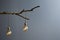 Modern design creative lamp branch and bulbs