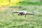 Modern drone flying with green grass background