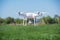 The modern drone, quadrocopter is in the air against the background of the sky and grass