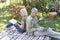 Modern elderly spouses resting in garden, man using laptop computer while his wife reading book, sitting back to back