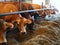 Modern farm cowshed with cows