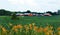 Modern farm in NYS countryside with summer daylilies