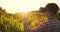 Modern farmer in VR helmet controls corn crop standing in field at sunset in sunlight