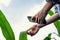 Modern farmers use smartphones to check corn leaves