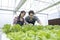 Modern farmers are working in organic vegetable greenhouses. Female and Male farmers in modern hydroponic vegetable fields