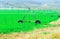 Modern farming.Center pivot sprinkler system watering plants in a green field.