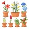 Modern flower pots. Colored decorative plants tree tulip vector illustrations