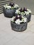 Modern garden: three planters white petunias