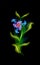 Modern glowing blue flower. Colorful cosmic floral element in black background. Beautiful trendy illuminated ornaments with