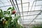 Modern greenhouse. Bell pepper plants, in the foreground red fruits, in the background a glass roof and communications under it