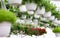 Modern greenhouse and flower business, gardening, growing and cultivation