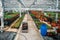 Modern greenhouse nursery or glasshouse, industrial horticulture, cultivation of seedlings of ornamental plants and flowers