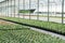 Modern greenhouses for growing flowers.