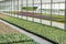 Modern greenhouses for growing flowers.