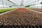 Modern greenhouses for growing flowers.