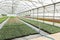 Modern greenhouses for growing flowers.