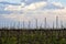 Modern high-tech plantations of vineyards in early spring. View on a background of cloudy sky. Unprocessed aisles. Selective focus