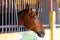 Modern horse stable and riding school in barn at farm