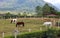 Modern horse stable and riding school in barn at farm with mountains and houses jungle in background