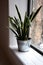 Modern Houseplant Sansevieria trifasciate in a galvanized bucket against the large window in a white room. Long leaf dracaenaceae