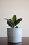 Modern houseplant - young Ficus Elastica Burgundy or Rubber tree in grey pot