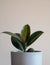 Modern houseplant - young Ficus Elastica Burgundy or Rubber tree in grey pot