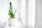 Modern houseplants with white curtain