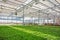 Modern hydroponic greenhouse or glasshouse interior inside, industrial agriculture