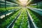 Modern hydroponic technology yields vibrant rows of green plants, revolutionizing agriculture