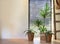 Modern indoor green plants in woven basket retro interior near a window of lovely home, stylish room interior with