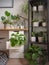 Modern industrial black and white study room with numerous green houseplants